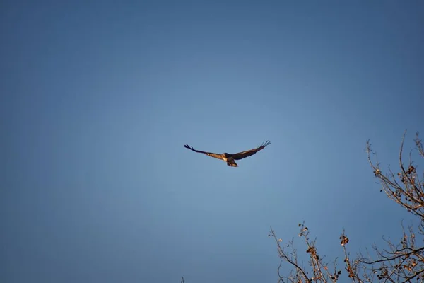 Halcón Adulto Swainson Buteo Swainsoni Gran Halcón Buteo Los Falconiformes — Foto de Stock