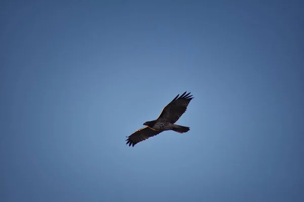 Adult Swainson Hawk Buteo Swainsoni Large Buteo Hawk Falconiformes Colloquially — Stock Photo, Image