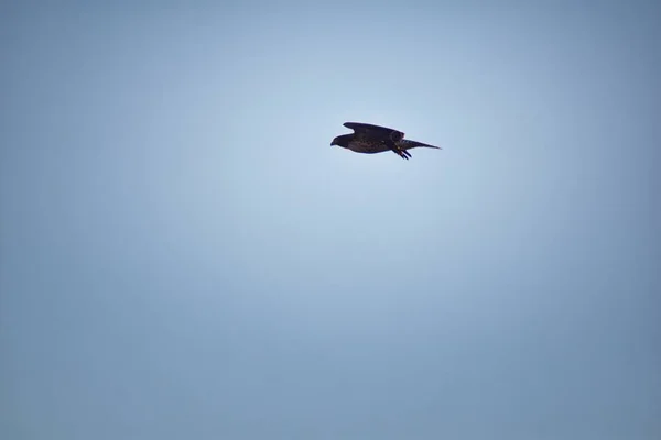 Halcón Adulto Swainson Buteo Swainsoni Gran Halcón Buteo Los Falconiformes — Foto de Stock