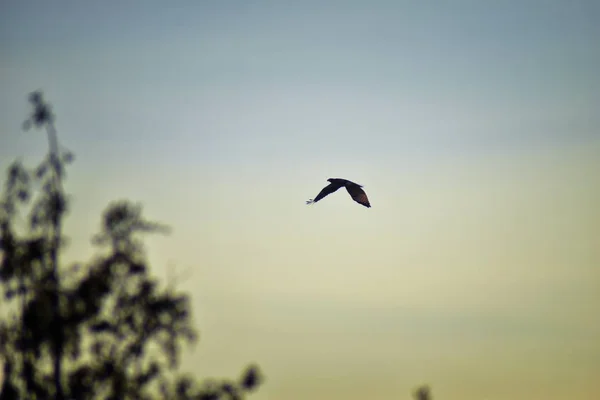 Halcón Adulto Swainson Buteo Swainsoni Gran Halcón Buteo Los Falconiformes — Foto de Stock