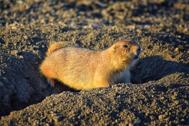 Çayır köpeği (Cynomys ludovicianus cins) siyah-kuyruk diğer çayır köpekleri tehlike Broomfield Colorado Denver ve Boulder uyarmak için havlayan vahşi, otçul tavşan çukuru kemirgen, yuva içinde uyarı shortgrass bozkır ekosisteminde. Birleşik S