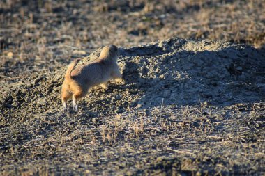 Çayır köpeği (Cynomys ludovicianus cins) siyah-kuyruk diğer çayır köpekleri tehlike Broomfield Colorado Denver ve Boulder uyarmak için havlayan vahşi, otçul tavşan çukuru kemirgen, yuva içinde uyarı shortgrass bozkır ekosisteminde. Birleşik S
