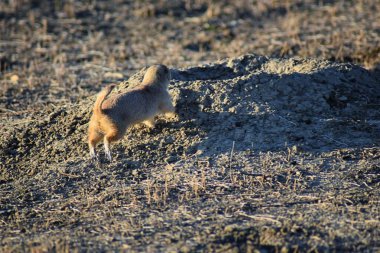 Prairie Dog (genus Cynomys ludovicianus) Black-Tailed in the wild, herbivorous burrowing rodent, in the shortgrass prairie ecosystem, alert in burrow, barking to warn other prairie dogs of danger in Broomfield Colorado by Denver and Boulder. United S clipart