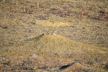 Çayır köpeği (Cynomys ludovicianus cins) siyah-kuyruk diğer çayır köpekleri tehlike Broomfield Colorado Denver ve Boulder uyarmak için havlayan vahşi, otçul tavşan çukuru kemirgen, yuva içinde uyarı shortgrass bozkır ekosisteminde. Birleşik S