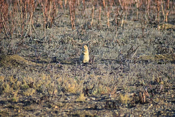 Prairie Dog Género Cynomys Ludovicianus Cola Negra Naturaleza Roedor Excavador — Foto de Stock