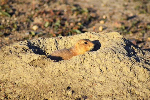 Prairie Dog Género Cynomys Ludovicianus Cola Negra Naturaleza Roedor Excavador — Foto de Stock