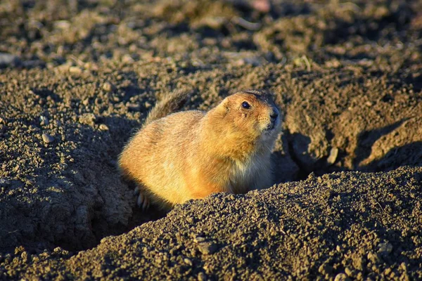 Prairie Dog (genus Cynomys ludovicianus) Black-Tailed in the wild, herbivorous burrowing rodent, in the shortgrass prairie ecosystem, alert in burrow, barking to warn other prairie dogs of danger in Broomfield Colorado by Denver and Boulder. United S