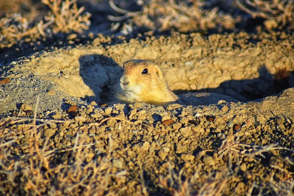 Prairiehond Cynomys Ludovicianus Geslacht Black Tailed Het Wild Herbivore Gravende — Stockfoto