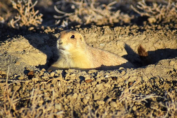 Prairie Dog Genus Cynomys Ludovicianus Black Tailed Wild Herbivorous Burrowing — Stock fotografie