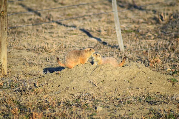 Prairiehond Cynomys Ludovicianus Geslacht Black Tailed Het Wild Herbivore Gravende — Stockfoto