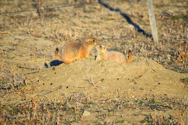 Prairie Dog (genus Cynomys ludovicianus) Black-Tailed in the wild, herbivorous burrowing rodent, in the shortgrass prairie ecosystem, alert in burrow, barking to warn other prairie dogs of danger in Broomfield Colorado by Denver and Boulder. United S