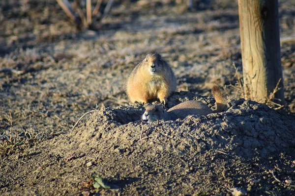 Prairie Dog Genus Cynomys Ludovicianus Black Tailed Wild Herbivorous Burrowing — Stock Photo, Image