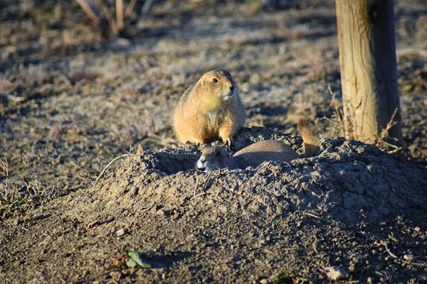 Prairie Dog Género Cynomys Ludovicianus Cola Negra Naturaleza Roedor Excavador — Foto de Stock