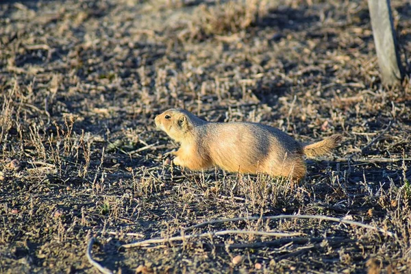 Prairie Dog (genus Cynomys ludovicianus) Black-Tailed in the wild, herbivorous burrowing rodent, in the shortgrass prairie ecosystem, alert in burrow, barking to warn other prairie dogs of danger in Broomfield Colorado by Denver and Boulder. United S