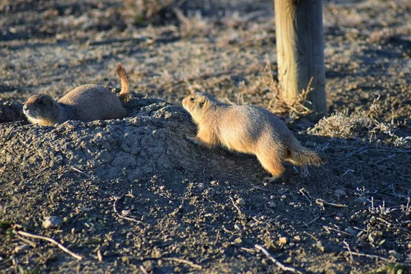 Prairie Dog (genus Cynomys ludovicianus) Black-Tailed in the wild, herbivorous burrowing rodent, in the shortgrass prairie ecosystem, alert in burrow, barking to warn other prairie dogs of danger in Broomfield Colorado by Denver and Boulder. United S