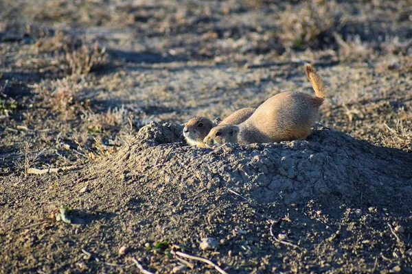 Prairie Dog Género Cynomys Ludovicianus Cola Negra Naturaleza Roedor Excavador — Foto de Stock