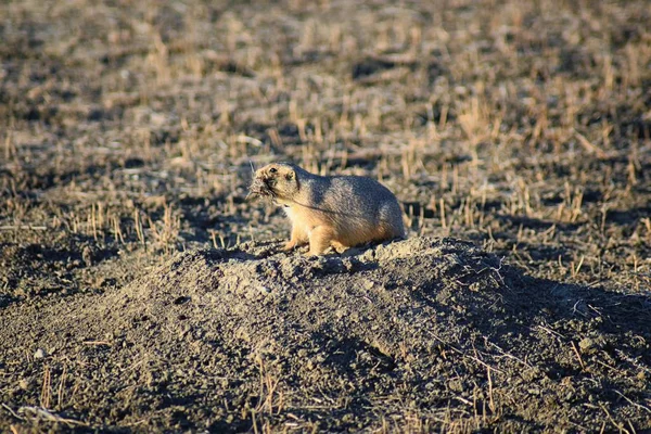 Prairie Dog (genus Cynomys ludovicianus) Black-Tailed in the wild, herbivorous burrowing rodent, in the shortgrass prairie ecosystem, alert in burrow, barking to warn other prairie dogs of danger in Broomfield Colorado by Denver and Boulder. United S