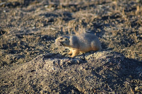 Prairie Dog Género Cynomys Ludovicianus Cola Negra Naturaleza Roedor Excavador — Foto de Stock