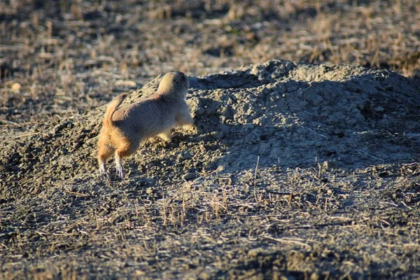 Prairiehond Cynomys Ludovicianus Geslacht Black Tailed Het Wild Herbivore Gravende — Stockfoto