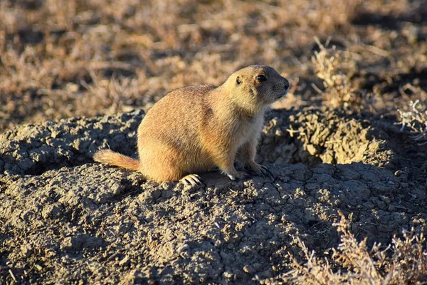 Prairie Dog (genus Cynomys ludovicianus) Black-Tailed in the wild, herbivorous burrowing rodent, in the shortgrass prairie ecosystem, alert in burrow, barking to warn other prairie dogs of danger in Broomfield Colorado by Denver and Boulder. United S