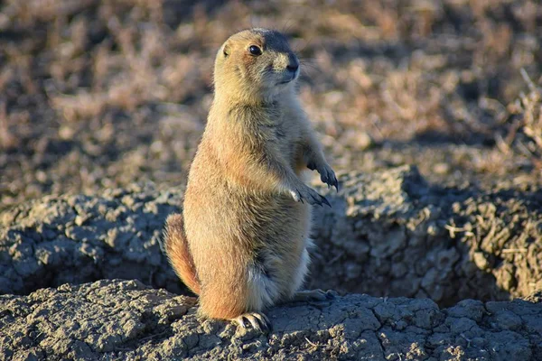 Prairie Dog Genus Cynomys Ludovicianus Black Tailed Wild Herbivorous Burrowing — Φωτογραφία Αρχείου