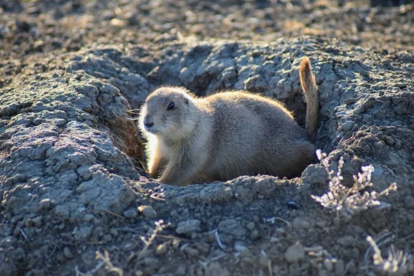 Prairiehond Cynomys Ludovicianus Geslacht Black Tailed Het Wild Herbivore Gravende — Stockfoto