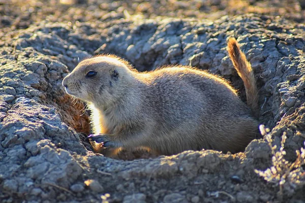 Prairie Dog (genus Cynomys ludovicianus) Black-Tailed in the wild, herbivorous burrowing rodent, in the shortgrass prairie ecosystem, alert in burrow, barking to warn other prairie dogs of danger in Broomfield Colorado by Denver and Boulder. United S