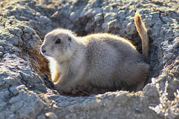 Prairie Dog Genus Cynomys Ludovicianus Black Tailed Wild Herbivorous Burrowing — Stock fotografie