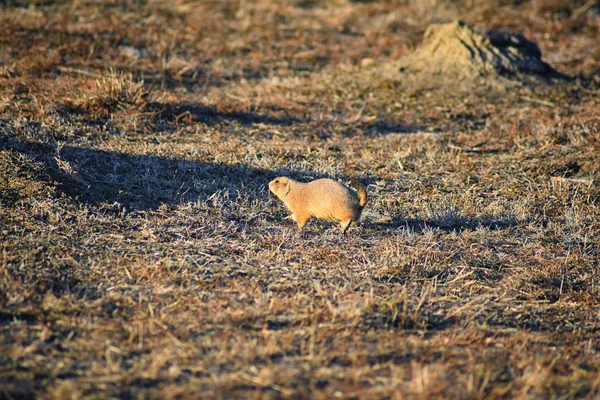 Prairiehond Cynomys Ludovicianus Geslacht Black Tailed Het Wild Herbivore Gravende — Stockfoto