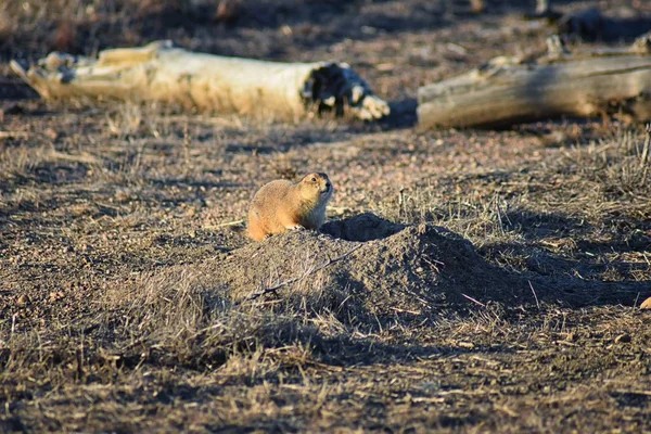 Prairie Dog Genus Cynomys Ludovicianus Black Tailed Wild Herbivorous Burrowing — Stock fotografie