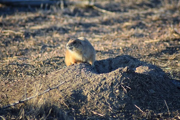 Prairie Dog (genus Cynomys ludovicianus) Black-Tailed in the wild, herbivorous burrowing rodent, in the shortgrass prairie ecosystem, alert in burrow, barking to warn other prairie dogs of danger in Broomfield Colorado by Denver and Boulder. United S