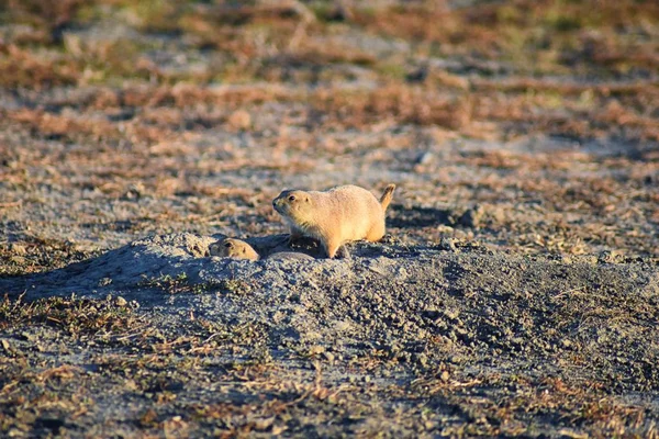 Prairie Dog (genus Cynomys ludovicianus) Black-Tailed in the wild, herbivorous burrowing rodent, in the shortgrass prairie ecosystem, alert in burrow, barking to warn other prairie dogs of danger in Broomfield Colorado by Denver and Boulder. United S
