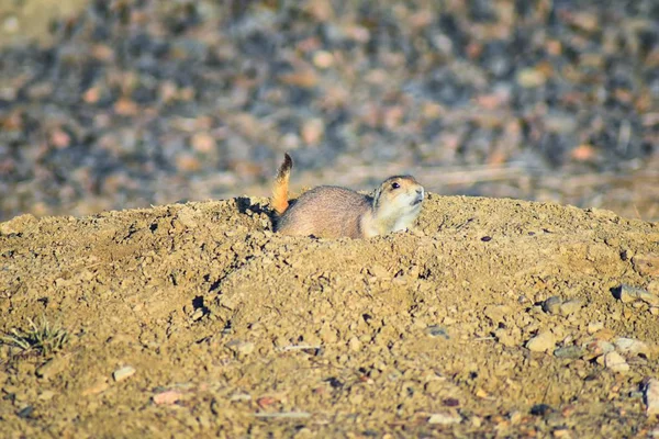 Prairie Dog (genus Cynomys ludovicianus) Black-Tailed in the wild, herbivorous burrowing rodent, in the shortgrass prairie ecosystem, alert in burrow, barking to warn other prairie dogs of danger in Broomfield Colorado by Denver and Boulder. United S