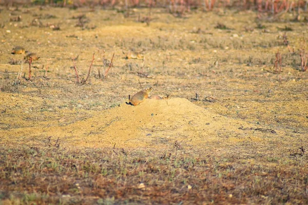 Prairie Dog Genus Cynomys Ludovicianus Black Tailed Wild Herbivorous Burrowing — Stock fotografie