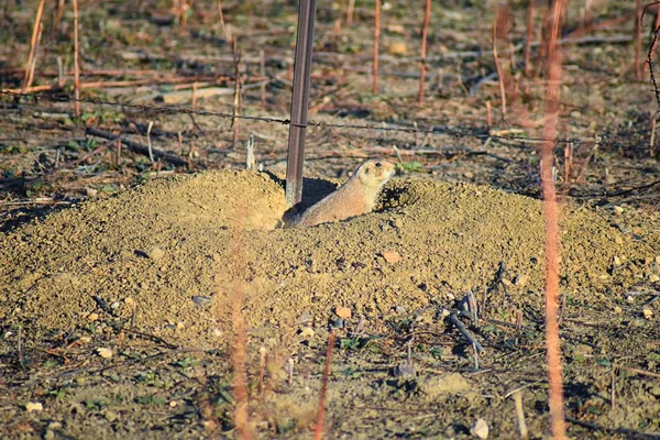 Prairie Dog Genus Cynomys Ludovicianus Black Tailed Wild Herbivorous Burrowing — Stock fotografie