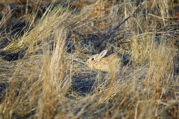 Wild Desert Cottontail Sylvilagus Audubonii Also Known Audubon Cottontail New — Stock fotografie