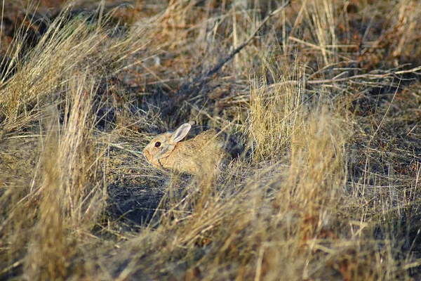 Wild Desert Cottontail Sylvilagus Audubonii Also Known Audubon Cottontail New — Stock fotografie