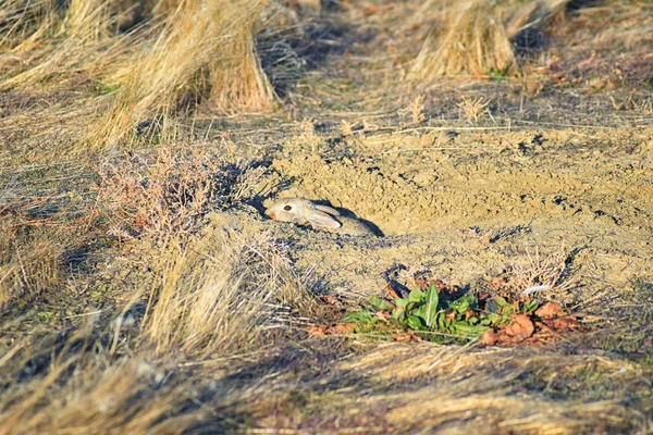 Sylvilagus Audubonii Sylvilagus Audubonii Aussi Connu Sous Nom Audubon Cottontail — Photo