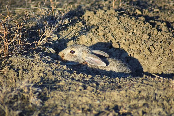 Wild Desert Cottontail Sylvilagus Audubonii Also Known Audubon Cottontail New — Stock fotografie