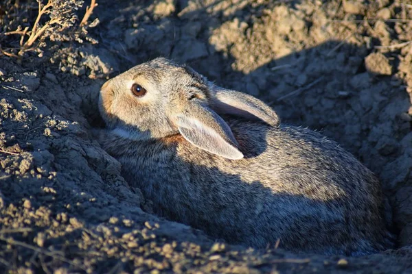 Wild Desert Cottontail Sylvilagus Audubonii Also Known Audubon Cottontail New — Stock fotografie