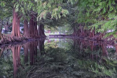 Ağaçlar ve New Orleans, mezarlıklar ve Garden District, Louisiana, Amerika Birleşik Devletleri havuzlarında yansıtan dahil olmak üzere çevresindeki eşsiz doğa yönleri.