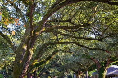 Ağaçlar ve New Orleans, mezarlıklar ve Garden District, Louisiana, Amerika Birleşik Devletleri havuzlarında yansıtan dahil olmak üzere çevresindeki eşsiz doğa yönleri.