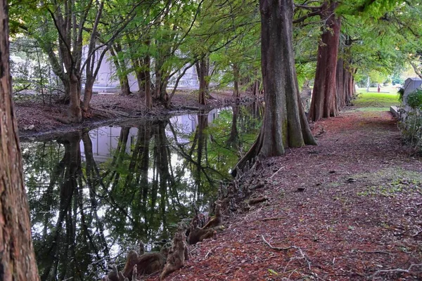 Views Trees Unique Nature Aspects Surrounding New Orleans Including Reflecting — Stock Photo, Image