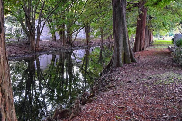 Views of trees and unique nature aspects surrounding New Orleans, including reflecting pools in cemeteries and the Garden District, in Louisiana, United States.