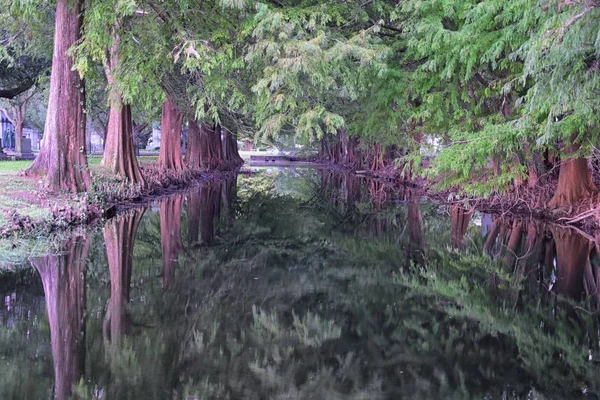 Views Trees Unique Nature Aspects Surrounding New Orleans Including Reflecting — Stock Photo, Image