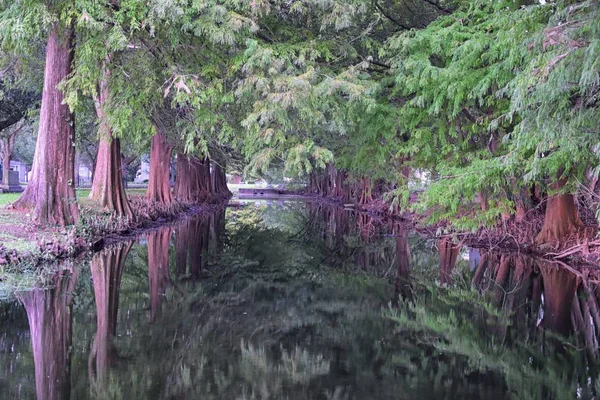 Views Trees Unique Nature Aspects Surrounding New Orleans Including Reflecting — Stock Photo, Image