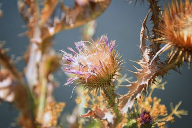 Makro Ürdün Nehri Trail içinde Wasatch açık Rocky Dağları, Salt Lake City, Utah boyunca çiçek, ağaçlar ve otlar flora görünümünüz ne kadar ayrıntılı.