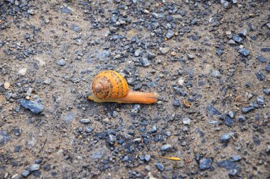 Makro görünümü ortak Brown Bahçe hangi familyasına ait arazi salyangoz salyangoz (Cornu aspersum). Bir karasal pulmonate gastropod yumuşakca aile Helicidae. Yanlış ikiyüz yıldır Helix aspersa bilinir. Salt Lake City, Utah, Amerika Birleşik Devletleri.