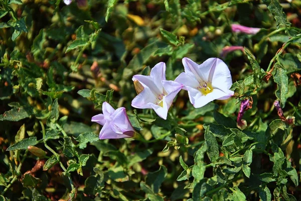 Makro Szczegółowy Widok Flora Kwiat Drzew Chwastów Wzdłuż Rzeki Jordan — Zdjęcie stockowe