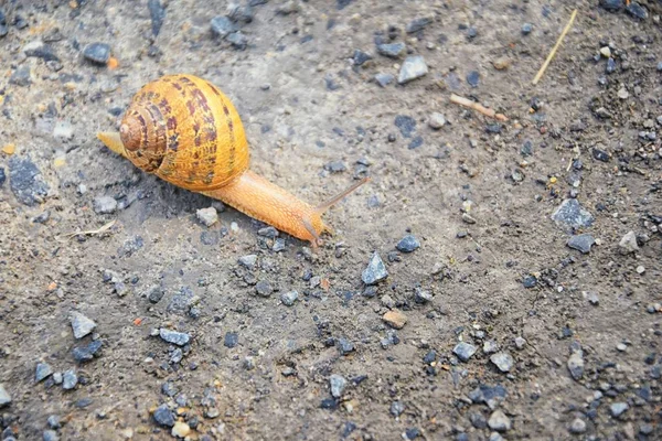 Macro View Common Brown Garden Snail Cornu Aspersum Uma Espécie — Fotografia de Stock